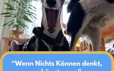 Wenn Nichts Können denkt, es könnte was