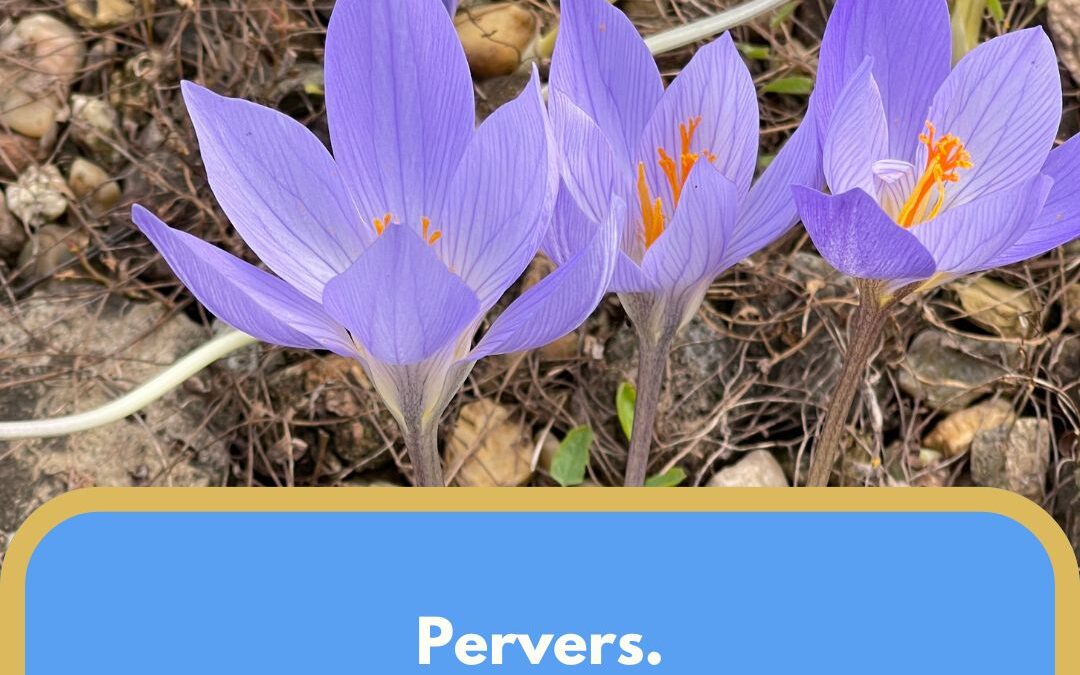 Herbstzeitlose im Heu: Wie Stallbetreiber Pferdeleben auf dem Gewissen haben und damit durchkommen